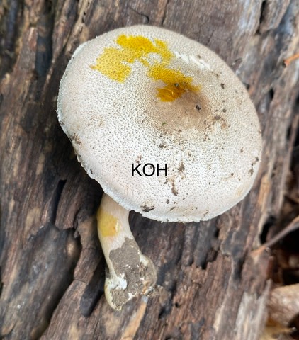 Slinder-Stemmed Agaricus (Agaricus leptocaulis)