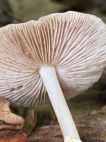 Wrinkled Fieldcap (Agrocybe rivulosa)