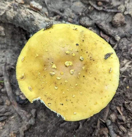 Yellow American Blusher (Amanita flavorubens)
