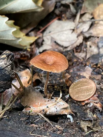 Collybiopsis biformis