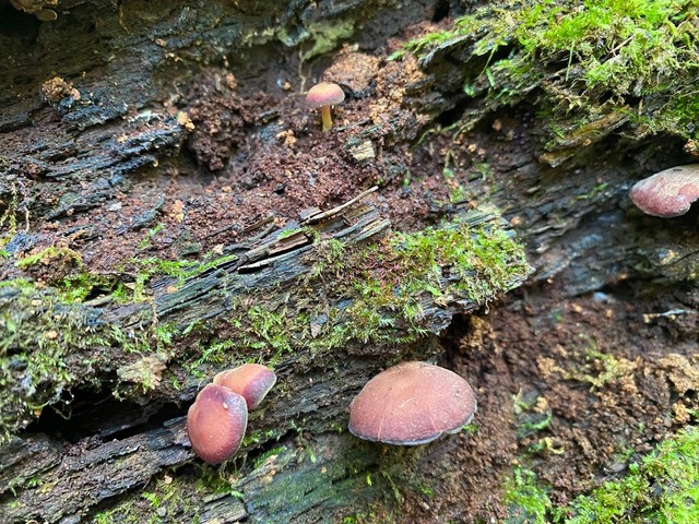 Purple-edged Lute (Callistosporium purpureomarginatum)