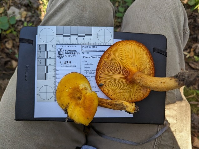 Eastern American Jack-o'-lantern (Omphalotus illudens)