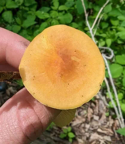 Orange Faint Foot Mushroom (Heimiomyces tenuipes)
