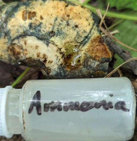 American Lurid Bolete (Suillellus ameriluridus)