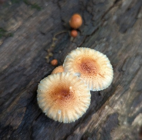 Sunray Sawtooth (Heliocybe sulcata)