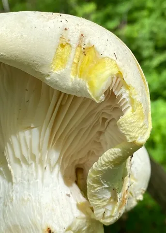 Lynx Paw Oyster (Pleurotus levis)