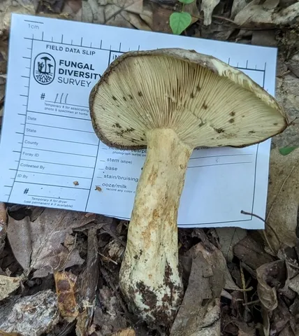 Clay-Gilled Milkcap (Lactarius argillaceifolius-IN02)