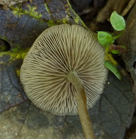 Dingy Twiglet (Simocybe centunculus)