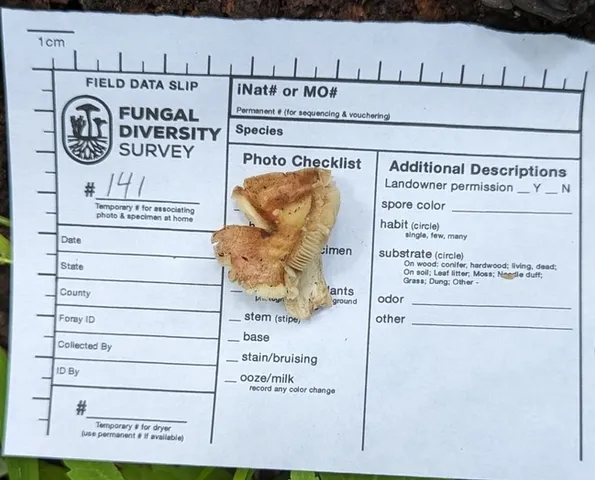 Shrimp Russula (Russula fucosa)