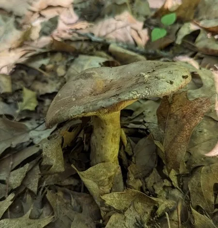 Clay-gilled Milkcap (Lactarius argillaceifolius-IN02)