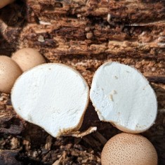 Pear-shaped Puffball