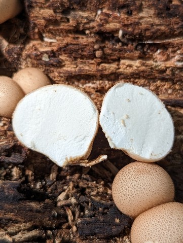 Pear-shaped Puffball (Apioperdon pyriforme)