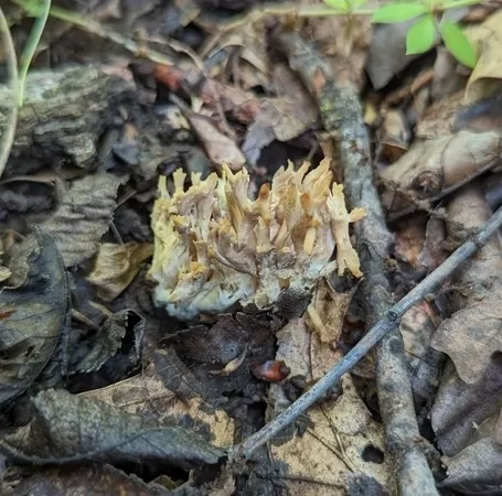(Clavulina sp-IN01)