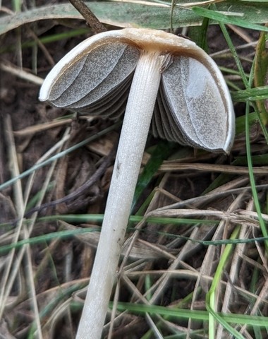 Antilles Panaeolus (Panaeolus antillarum)