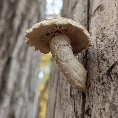 Hemipholiota populnea