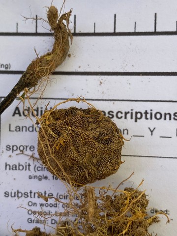 undefined (Elaphomyces sp.)