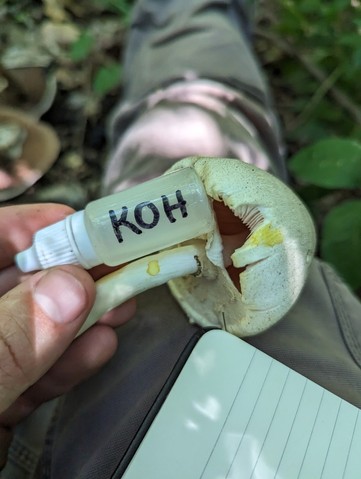 Flat-Top Agaricus (Agaricus placomyces)