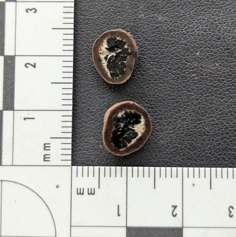 undefined (Elaphomyces sp.)