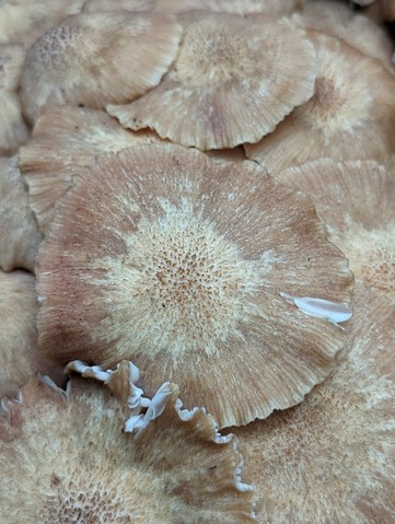 Ringless Honey Mushroom (Desarmillaria caespitosa)