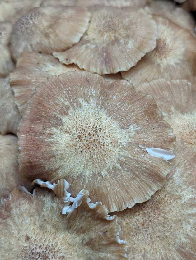 Cap