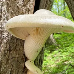 Lynx Paw Oyster
