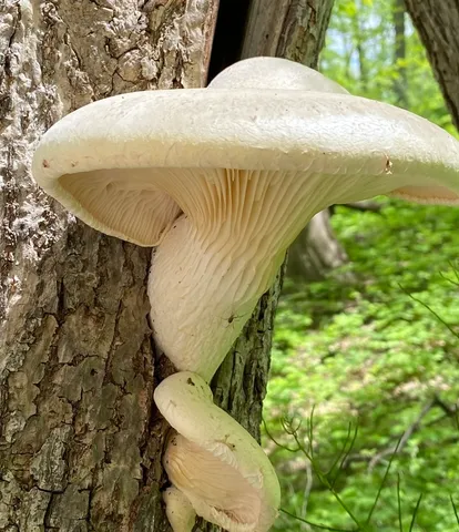 Pleurotus levis