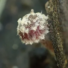 Wooly Brittlestem