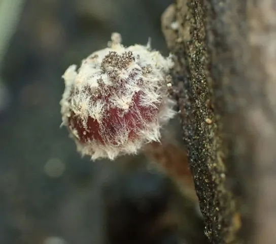 Psathyrella vinosofulva