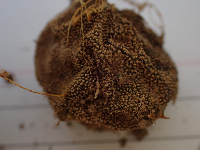 undefined (Elaphomyces sp.)