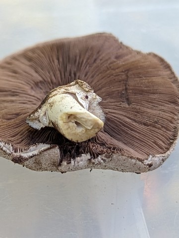 Slinder-Stemmed Agaricus (Agaricus leptocaulis)