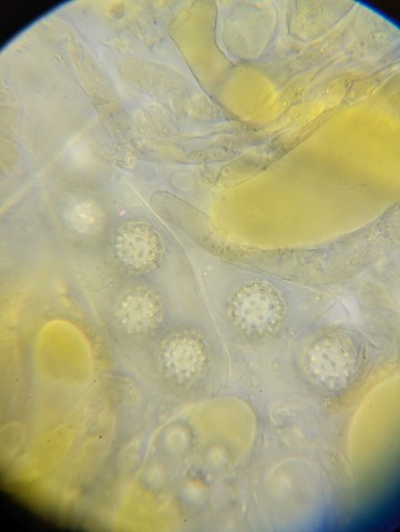 undefined (Pachyphlodes carnea)