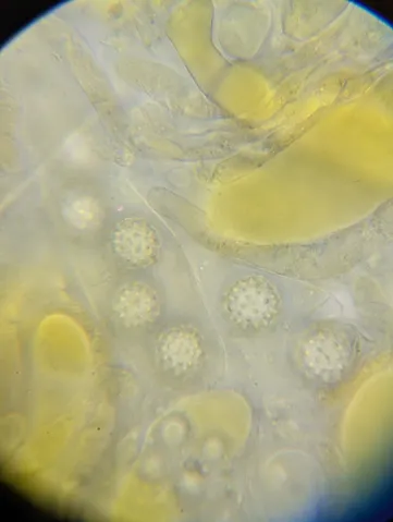 undefined (Pachyphlodes carnea)
