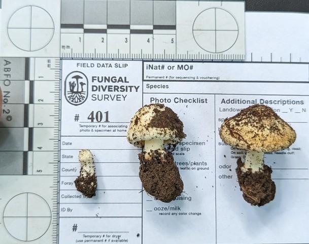 null (Inocybe sp-IN49)