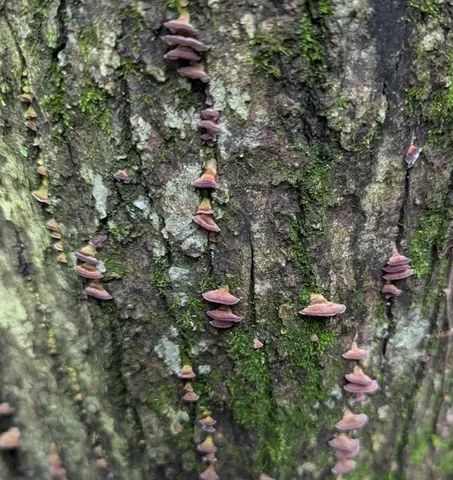 Violet-toothed Polypore (Trichaptum biforme)