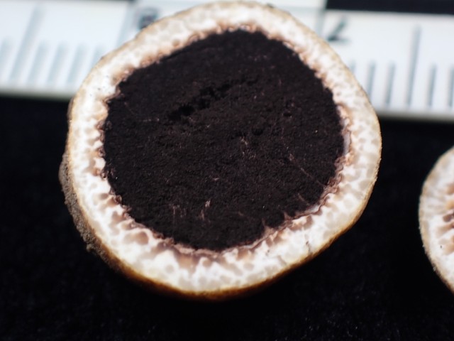 undefined (Elaphomyces sp.)