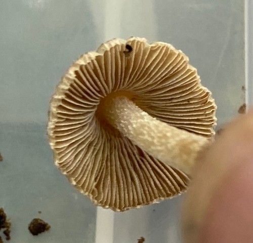 null (Inocybe sp-NE01)