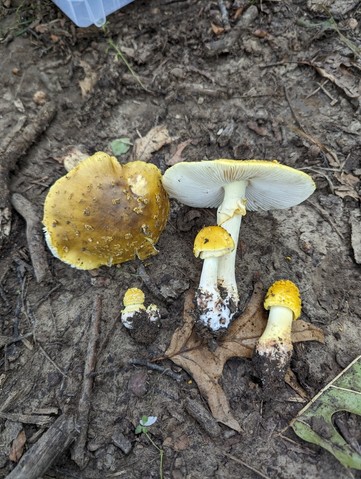 Yellow American Blusher (Amanita flavorubens)