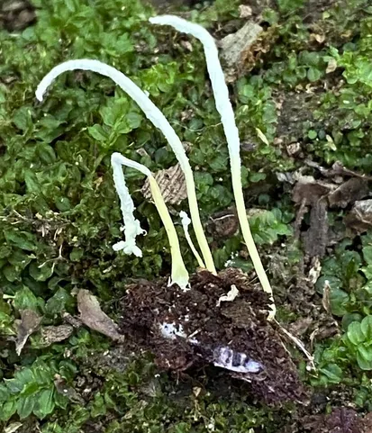 Slinder-Footed Cordyceps (Cordyceps tenuipes)