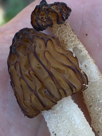 Half-Free Morel (Morchella punctipes (M. semilibera))