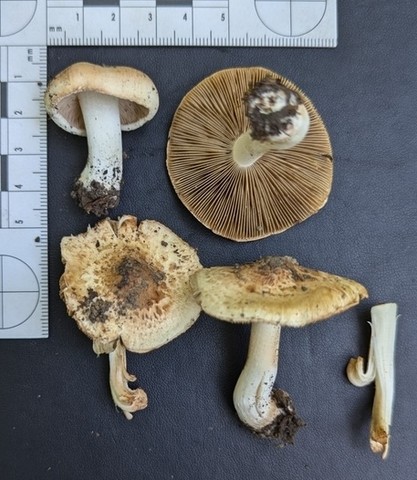 Sweet-Smelling Fibercap (Inocybe dulciolens)
