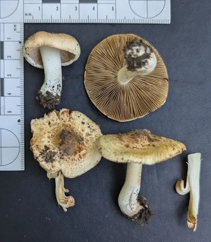 Sweet-Smelling Fibercap (Inocybe dulciolens)