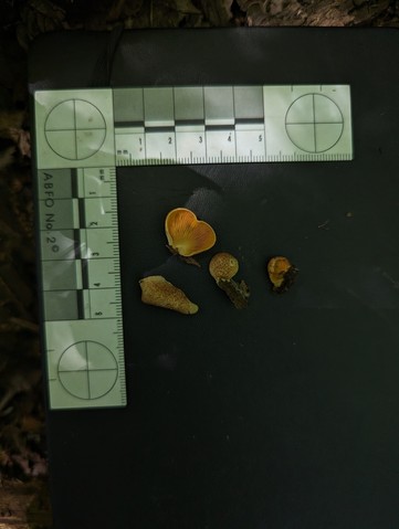 Saffron Oysterling (Crepidotus crocophyllus)