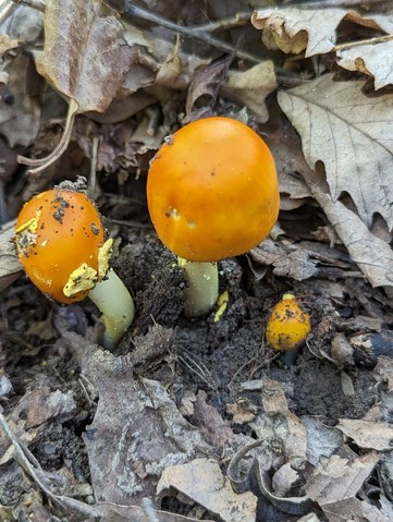 Yellow Patches (Amanita flavoconia-03)