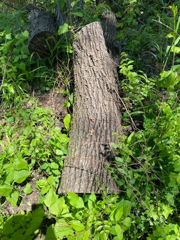 Hairy Oysterling (Panus lecomtei)