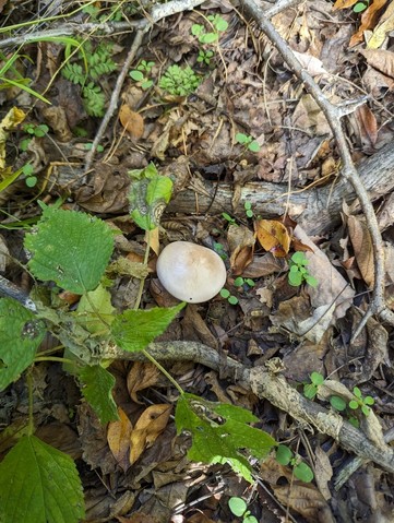 Blewit (Collybia nuda)