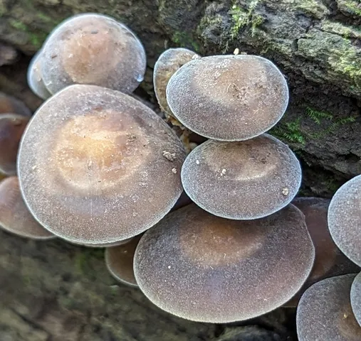 Scaber Stem Fieldcap (Agrocybe firma)