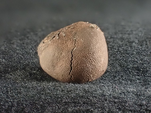 undefined (Elaphomyces sp.)