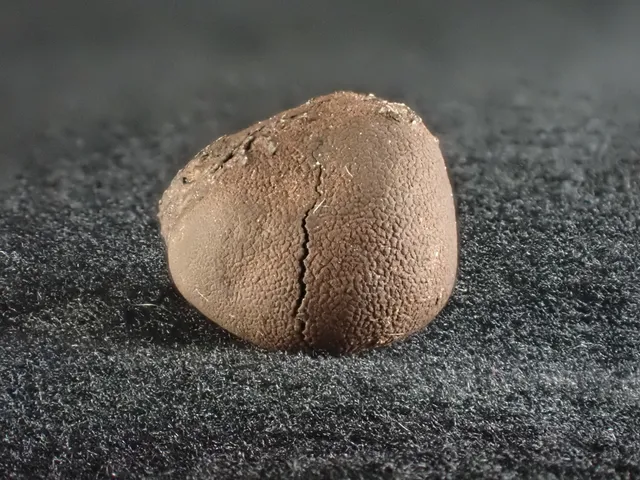 undefined (Elaphomyces spp.)