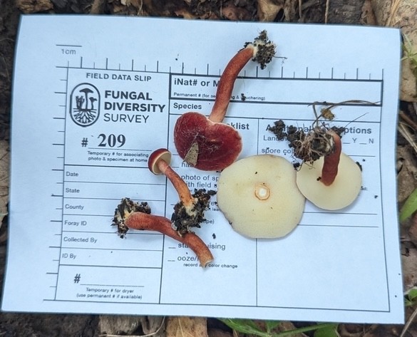 Red Gyroporus (Gyroporus purpurinus)