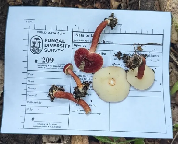 Red Gyroporus (Gyroporus purpurinus)